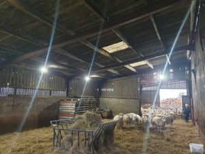 Installation of lighting for a large industrial farm in South Wales